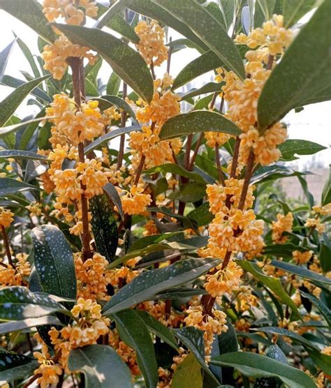 種桂花|桂花種植指南：澆水、施肥、溫度全攻略 